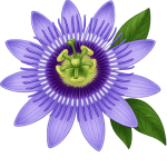 Extracto de pasiflora